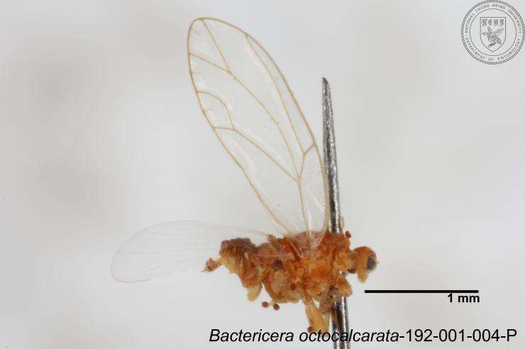 Bactericera octocalcarata Lauterer, Yang & Fang 1988 resmi