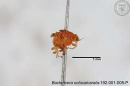 Bactericera octocalcarata Lauterer, Yang & Fang 1988 resmi