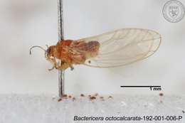 Image of Bactericera octocalcarata Lauterer, Yang & Fang 1988