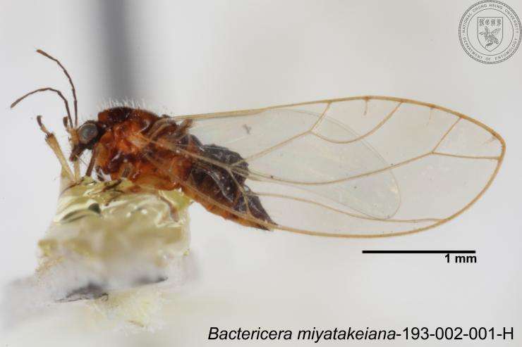 Bactericera resmi