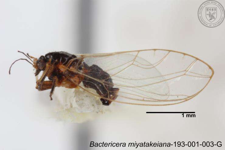 Bactericera resmi