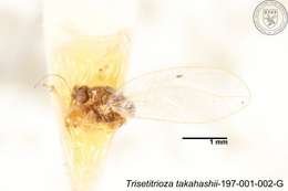 Image of Trisetitrioza