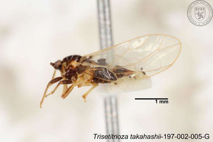 Image of Trisetitrioza