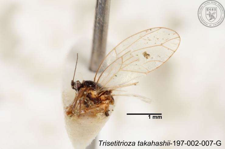 Image of Trisetitrioza