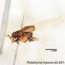 Image of Petalolyma fujianensis Li & Yang 1999