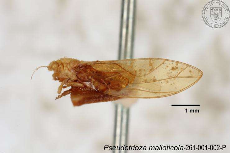 Image of Pseudotrioza