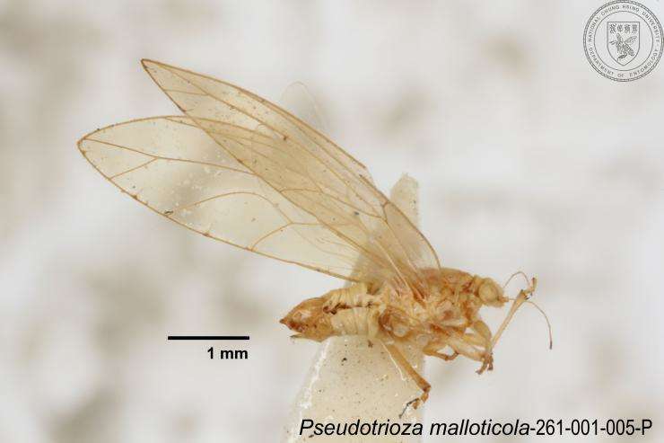 Image of Pseudotrioza