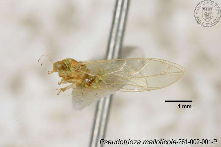 Image of Pseudotrioza