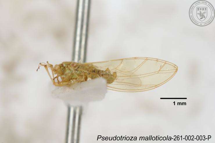 Image of Pseudotrioza