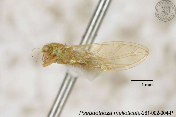 Image of Pseudotrioza