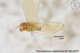 Image of Pseudotrioza