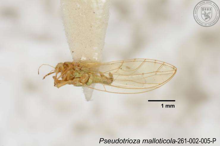 Image of Pseudotrioza