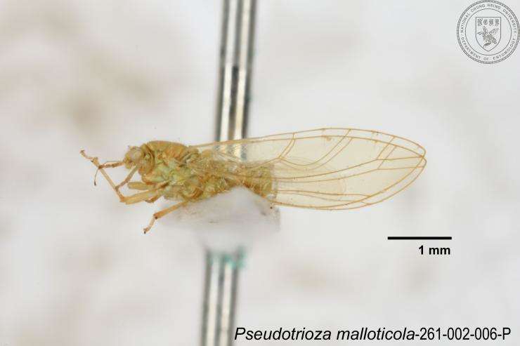 Image of Pseudotrioza