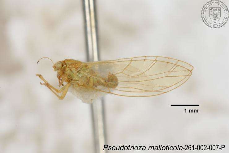 Image of Pseudotrioza