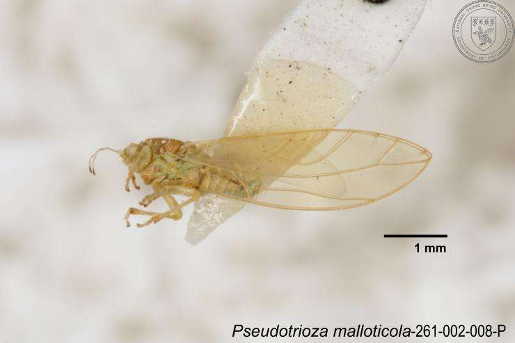 Image of Pseudotrioza