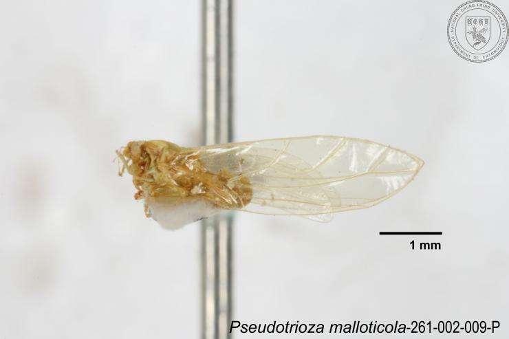 Image of Pseudotrioza