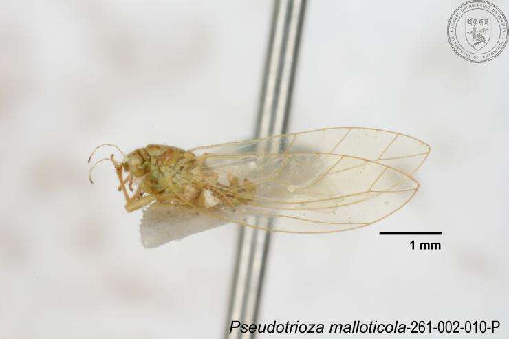 Image of Pseudotrioza