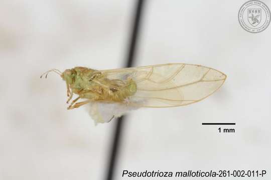 Image of Pseudotrioza