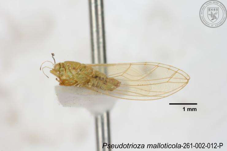 Image of Pseudotrioza