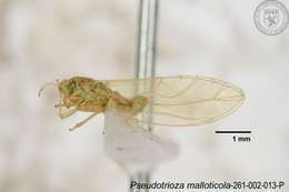 Image of Pseudotrioza