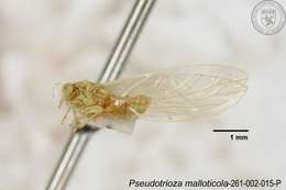 Image of Pseudotrioza