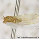 Image of Pseudotrioza malloticola Yang 1984