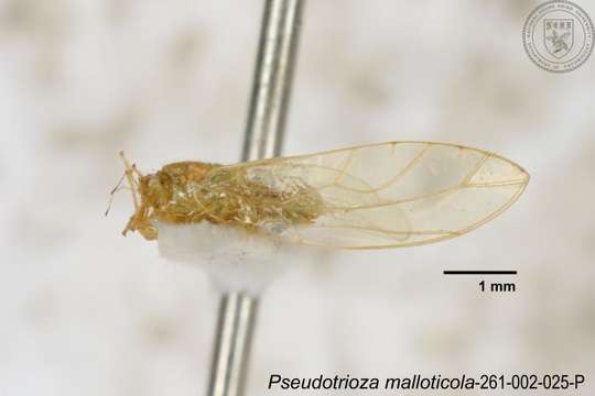 Image of Pseudotrioza