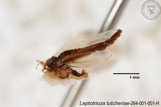 Image of Leptotrioza