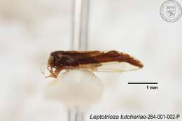 Image of Leptotrioza