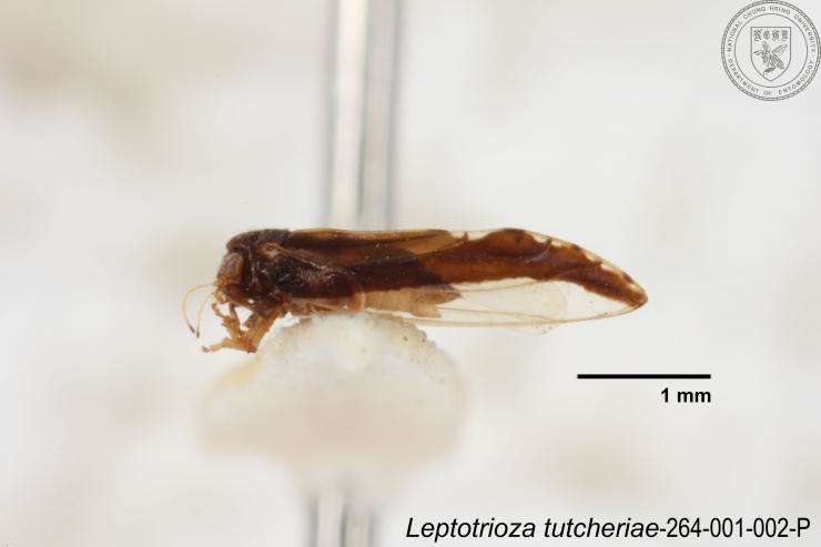 Image of Leptotrioza