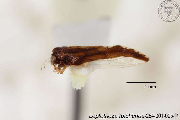 Image of Leptotrioza