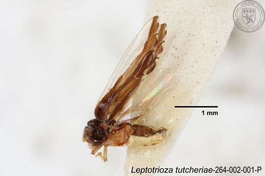 Image of Leptotrioza