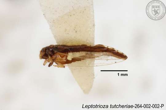 Image of Leptotrioza