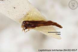 Image of Leptotrioza