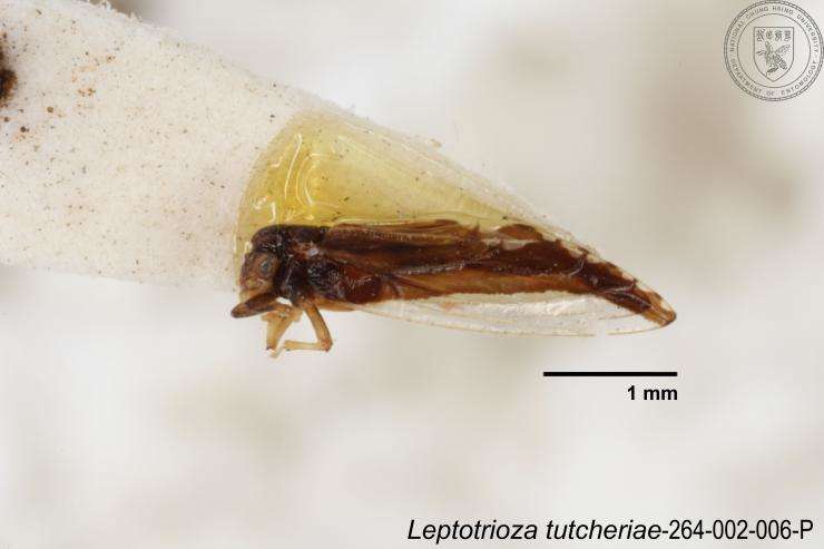 Image of Leptotrioza