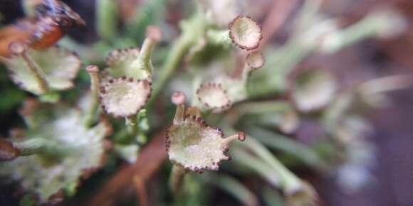 Image of cup lichen