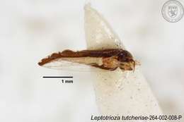 Image of Leptotrioza