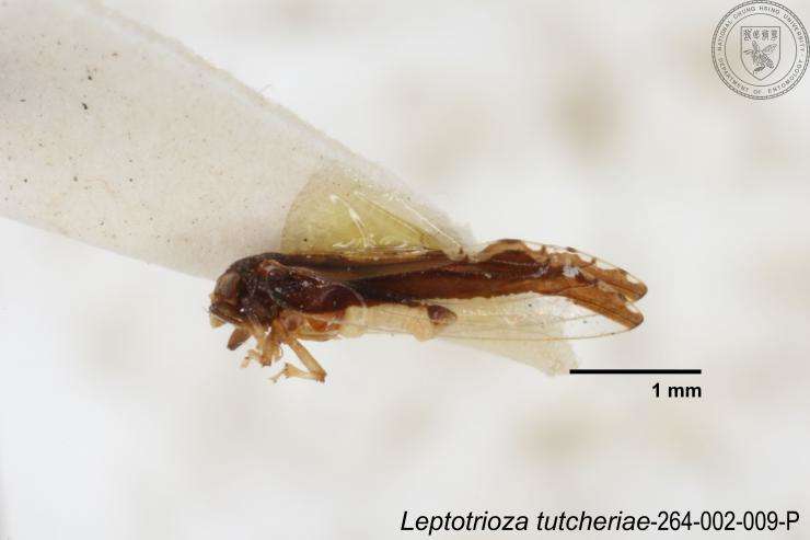 Image of Leptotrioza