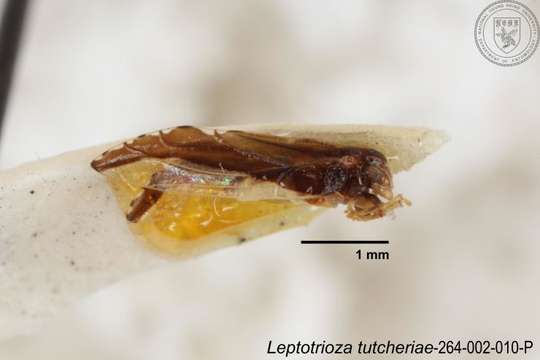 Image de Leptotrioza