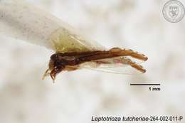 Image of Leptotrioza