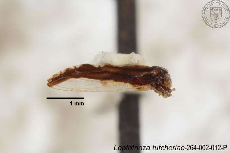 Image of Leptotrioza