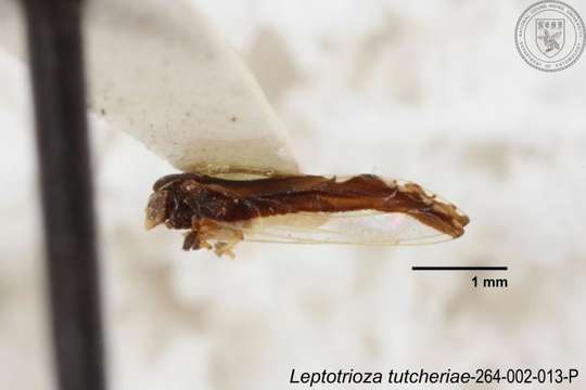 Image de Leptotrioza