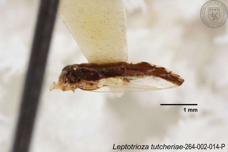 Image of Leptotrioza