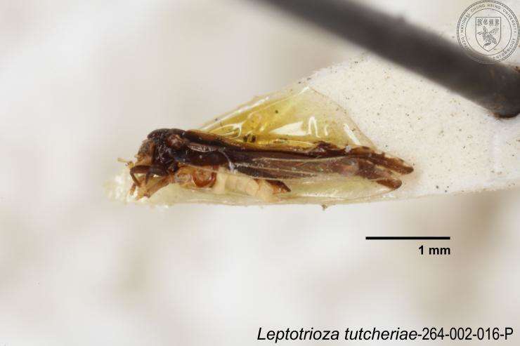 Image of Leptotrioza