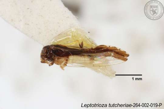 Image of Leptotrioza