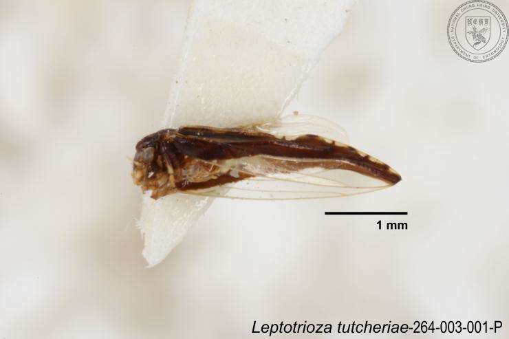 Image of Leptotrioza