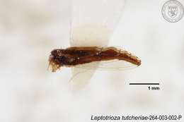 Image of Leptotrioza