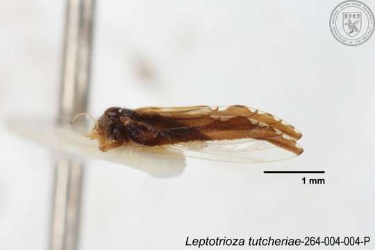 Image of Leptotrioza