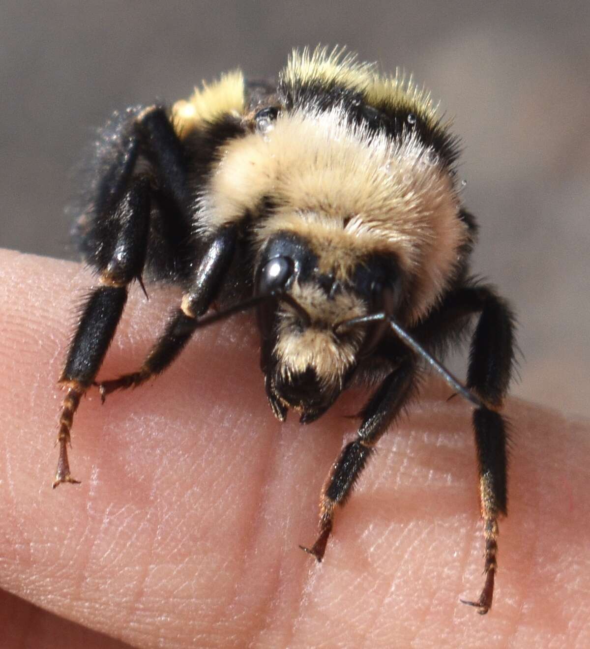 Слика од Bombus appositus Cresson 1879