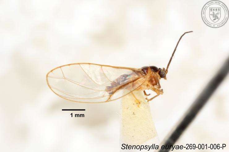 Image of Stenopsylla